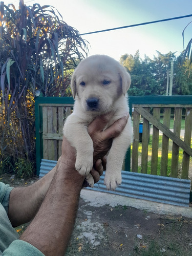 Cachorros Labradores Puros 1 Macho Quedan 