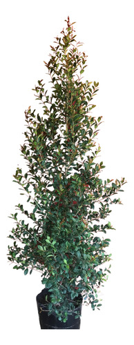 Eugenia Myrtifolia Para Cerco Vivo. Alto 1,5/1,6mt. 
