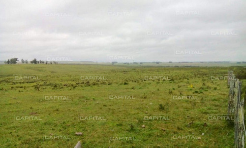 Excelente Campo De 91 Hectáreas En Venta - Lavalleja-ref:29054