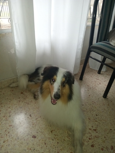 Servicio Collie Rouge,  3 Años Macho Blue