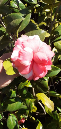 Camellia Japonica (camelia, Camelio Común) 7lts