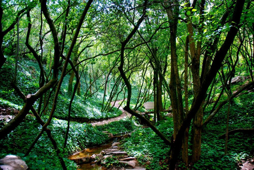 Imagen 12 de 14 de Propiedad Única En La Cumbre Barrio Cruz Chica Primer Nivel Bosque Arroyos Árboles Frutales