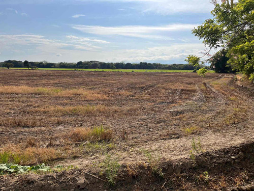 Finca Arrocera En Ambalema Tolima