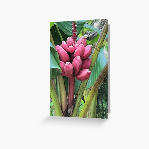 20 Sementes P Mudas Banana Roxa Pink Rosa Musa Jardim Sítios