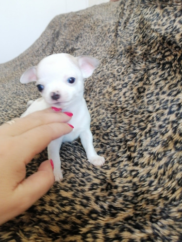 Imagen 3 de 5 de Hermoso Bebé Chihuahua, Cabeza De Manzana.