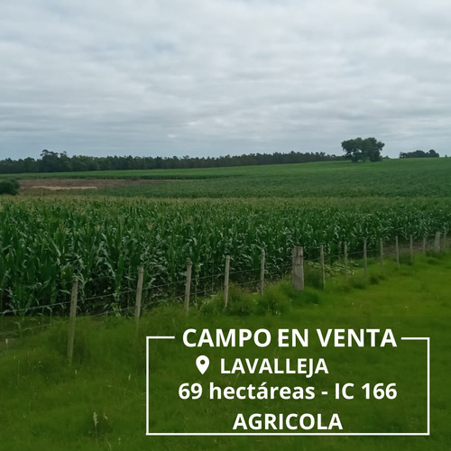 Campo Agricola Excelente En Lavalleja. 69 Hectáreas. Sobre Ruta