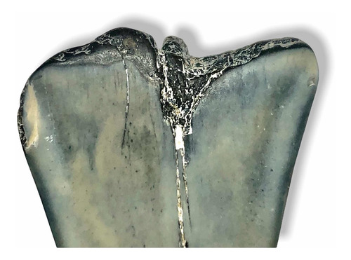 Diente Fósil Tiburon Mako + 7 Fosiles Dientes De Tiburones Gris Y Negro (Usado)