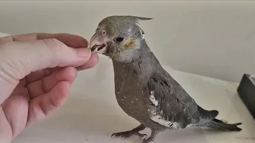 Calopsita Mansa Pet Com Garantia De Saude