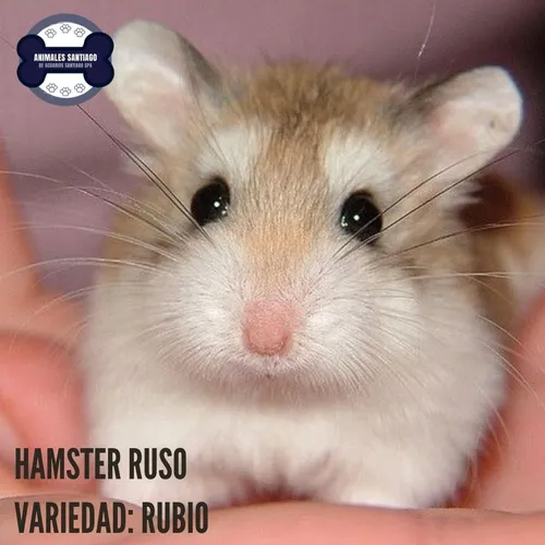 Hamster Ruso Variedades Criados Éticamente