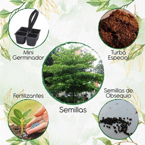 5 Semillas De Árbol Almendro + Mini Kit De Germinación