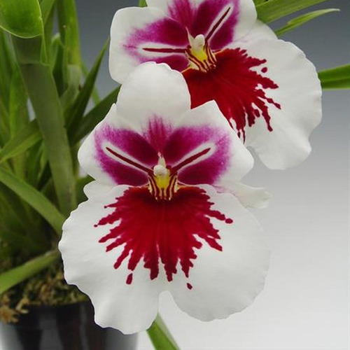 Muda De Orquídea Miltoniopsis White Truffle Bright Eyes | Parcelamento sem  juros
