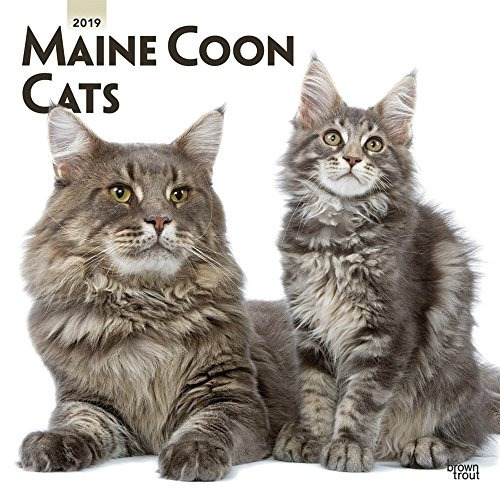 Maine Coon Cats 2019 12 X 12 Pulgadas Mensual Calendario De 
