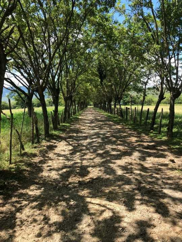 Imagen 12 de 22 de Finca En Tinaquillo Con 132 Hectáreas, Excelente Oportunidad