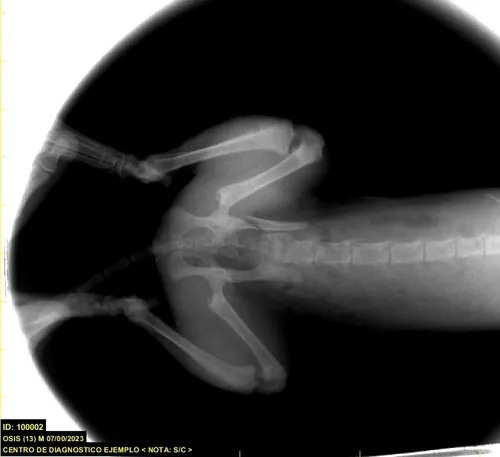 Equipo De Rayos X Nuevo Digital Directo Veterinario