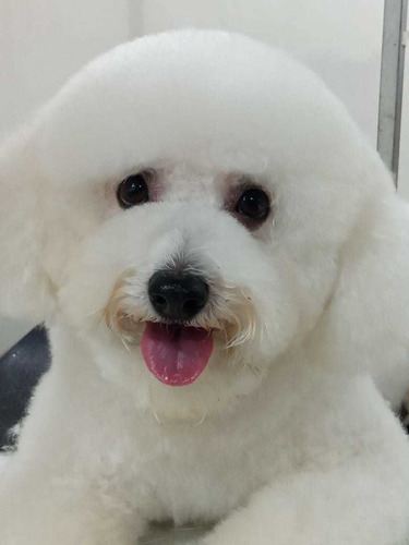 Imagen 9 de 9 de Peluqueria Canina Y Felina,baños , Corte D Raza,palermo Soho