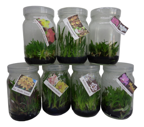 1 L Medio Ms Con Vitaminas In Vitro Phytotech Invitroorquid.