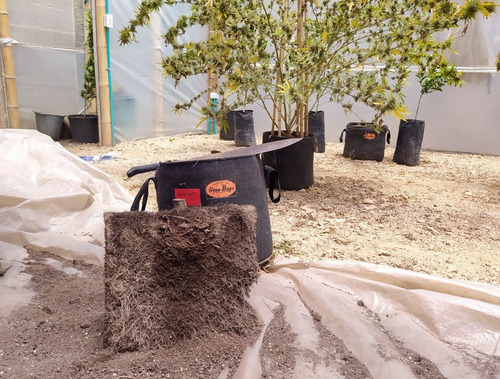 Imagen 7 de 10 de Maceta Geotextil Grande Profesional Reforzada 60l Esponjosa