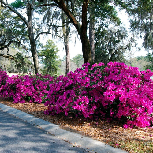 Azalea Fucsia Y/o Blanca, Arbustos, Plantas