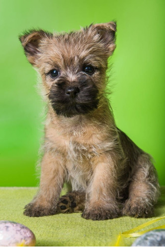 Cairn Terrier Perros Cachorro Disponible Dogs Terrier