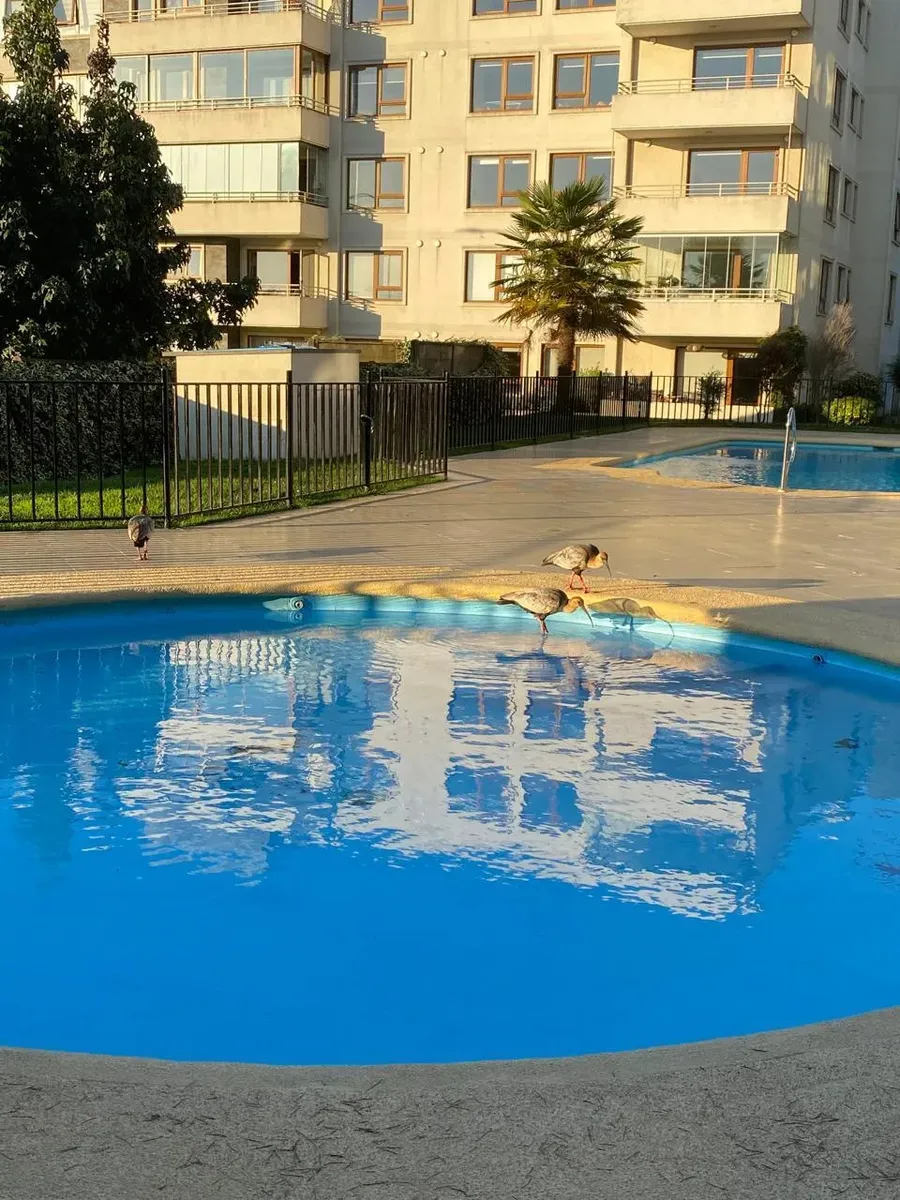 Imagen 3 de 21 de Venta De Tres Dormitorios En Condominio En Temuco