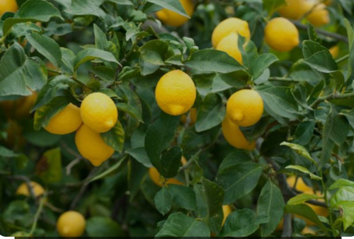 Vta Campo Con Limones Y 2 Hectáreas De Naranjas Para Jugoen