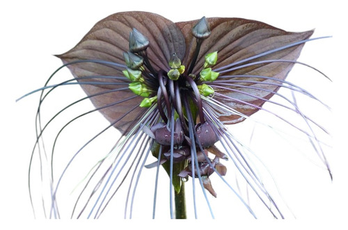 Tacca Chantrieri -flor Murcielago - Oportunidad Unica Planta
