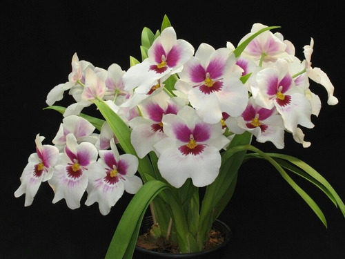 Orquidea Miltonia | Meses sin intereses