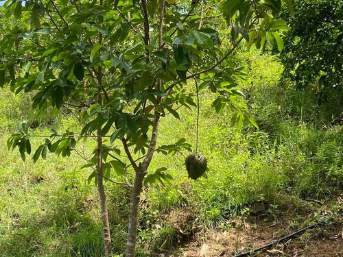Imagen 6 de 30 de Agua De Dios - Finca De Produccion En Venta