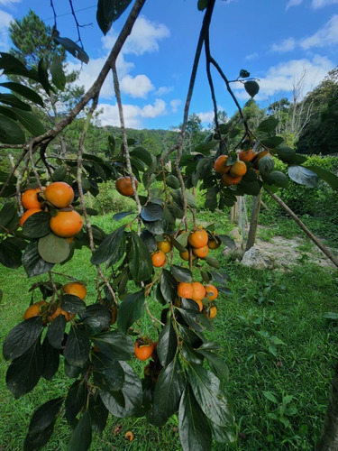 Imagem 4 de 16 de Sítio Pronto Para Moradia E Lazer A Apenas 8 Km Da Rodovia Próximo Ao 330km Da Régis Bittencourt, Estrada Boa De Terra E Fácil Acesso
