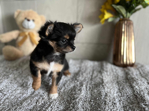 Chihuahua Pelo Largo Con Op Pedigree