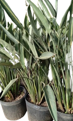 Strelitzia Reginae - Flor Del Pájaro Naranja 