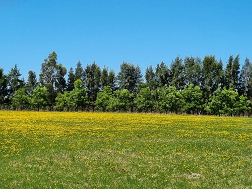 Hermoso Campo De Olivos 43 Hectáreas En Lavalleja