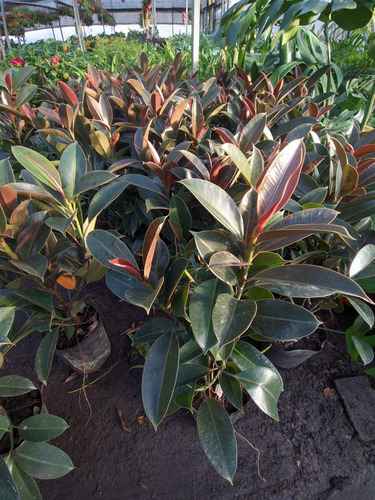 Gomero - Ficus Elástica - Planta Interior - Maceta 5 Litros