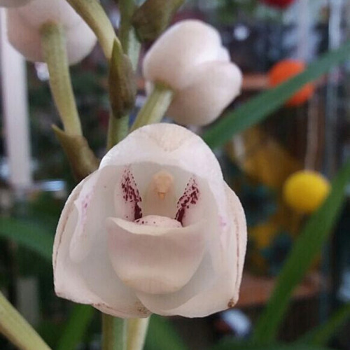 Orquídea Pomba - Peristeria Elata (muda Sem Flor)