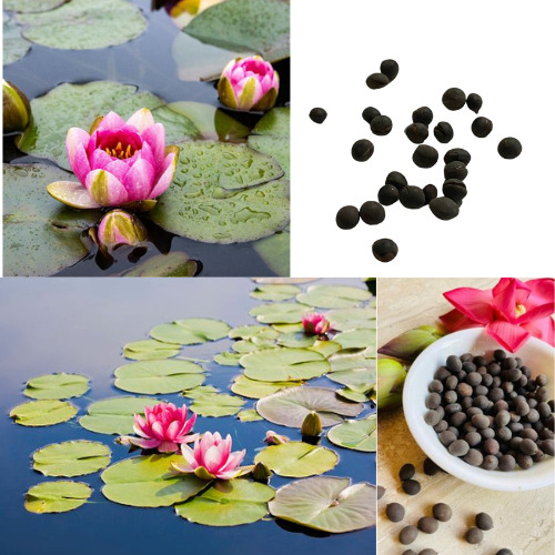 40 Semillas Flor De Loto Nelumbo Nucifera Petite