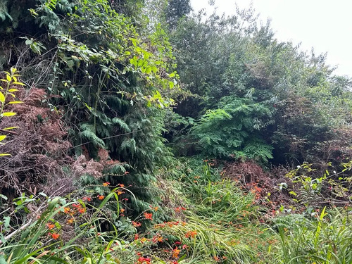 Sitio En Venta En Frutillar