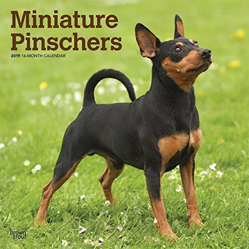 Pinscher Miniatura 2019 12 X 12 Pulgadas Mensual Calendario 