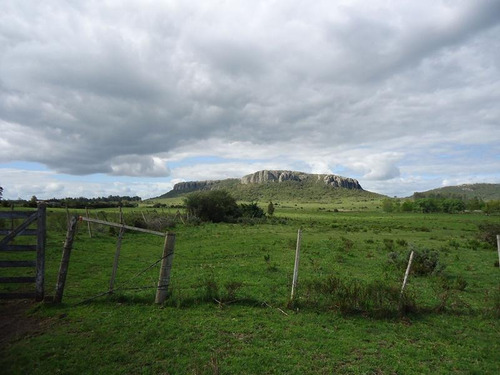 Campo En Venta En Lavalleja. 37 Hectáreas.