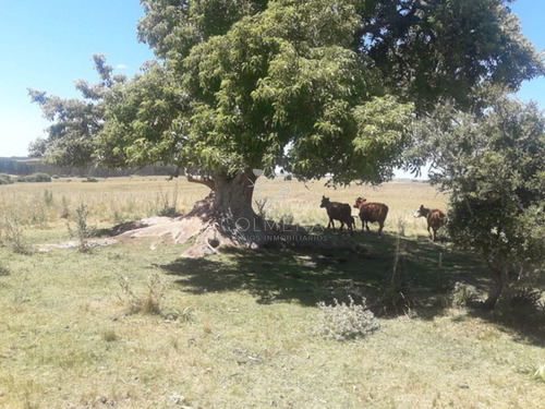 Imagen 1 de 14 de Campo Cerca De La Ruta 12 Y Ruta 60 - Minas