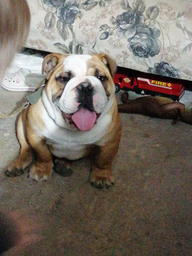 Cachorro Bulldog Inglés 