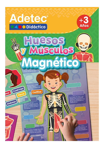 Láminas Magnéticas Huesos Y Músculos Adetec