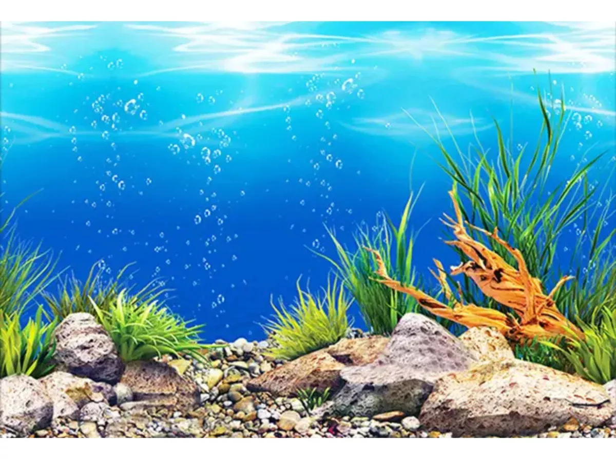 Primeira imagem para pesquisa de estrela do mar viva para aquarios marinhos importada