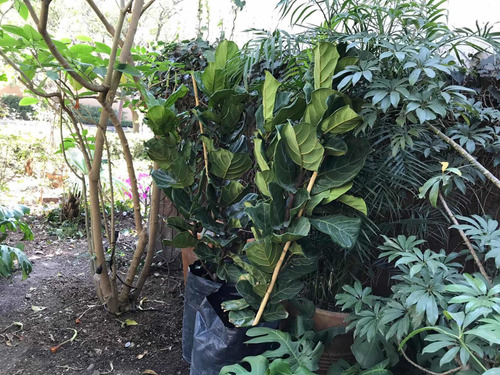 Ficus Pandurata