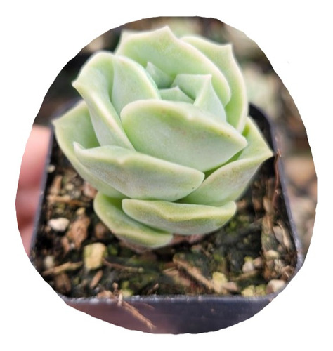 Echeveria Lovely Rose Pote 9