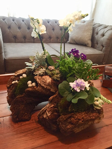Arreglo Tronco Orquídeas Mini Y Violetas Africanas Naturales