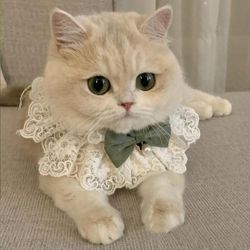 Collar De Encaje Para Gato, Bufanda Para , Accesorios De