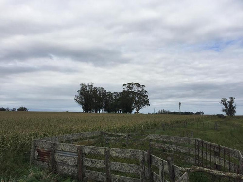 Imagen 7 de 15 de Campo - Balcarce