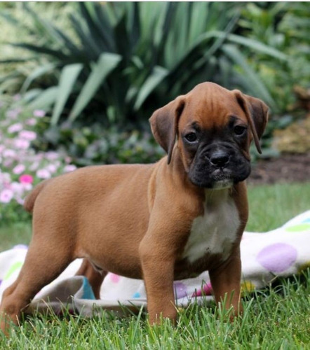 Cachorro Boxer Los Gladiadores 015