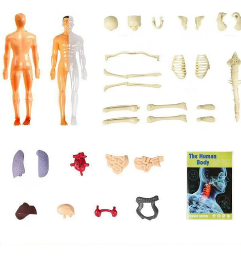 Figura De Acción 3d De Personas Con Modelo De Cuerpo Humano