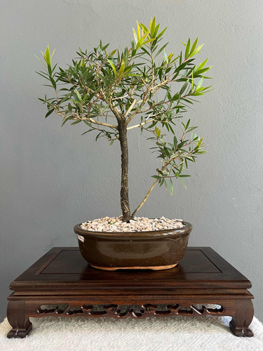 Bonsai Planta Limpia Tubos 14 Años 35 Cm Maceta Esmaltada N4